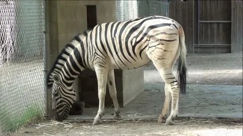 Zebra Eating in Zoo Stock Footage 12043986