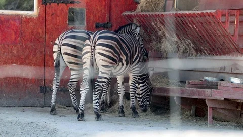 Zebra eats behind bars. The concept of protection of animal rights and freedom o Video stock 93802352