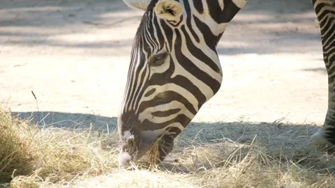 A zebra eats dry grass, close-up. African savanna, South Africa Vídeo Stock 252744276