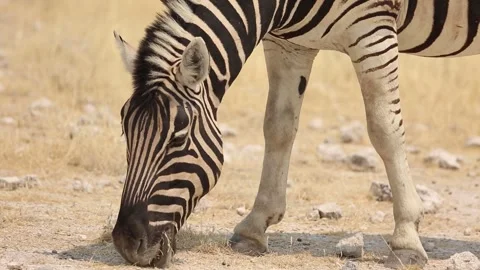 A zebra eats dry grass Video stock 270951110