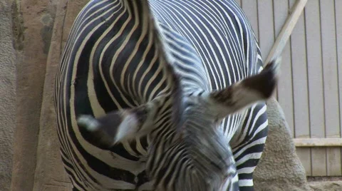 Zebra eats Stock Footage 283095