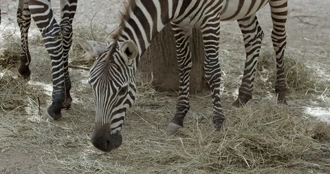 Zebra eats Stock Footage 114425601