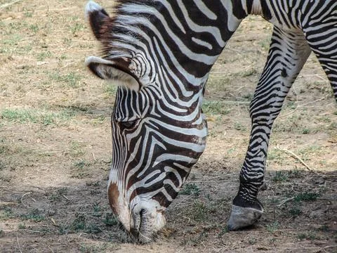 A zebra eats grass. Grevys zebra in the summer Stock-Fotos