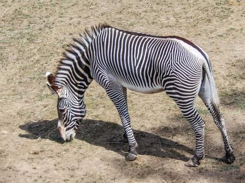A zebra eats grass. Grevys zebra in the summer Stockfoto's