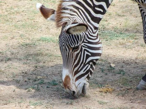 A zebra eats grass. Grevys zebra in the summer 스톡 사진