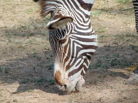 A zebra eats grass. Grevys zebra in the summer 写真素材