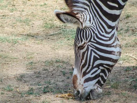 A zebra eats grass. Grevys zebra in the summer 库存照片