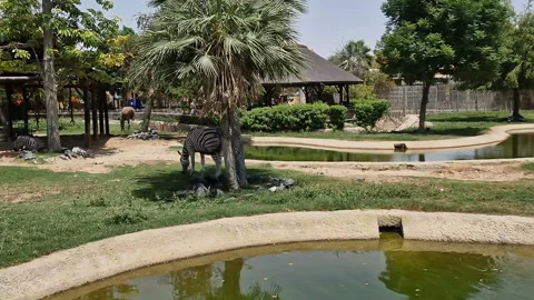 Zebra eats grass in nature. A striped animal. Zoo in Dubai. Stock Footage 271360080