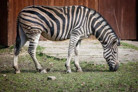 Zebra eats grass in outdoor setting Foto stock