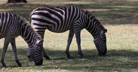 A zebra eats grass in the savannah Stock Footage 209171136