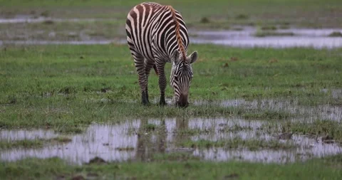 A zebra eats grass in the savannah 스톡 동영상 210373846
