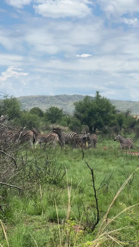 A zebra eats green grass in spring Stock Footage 323100793