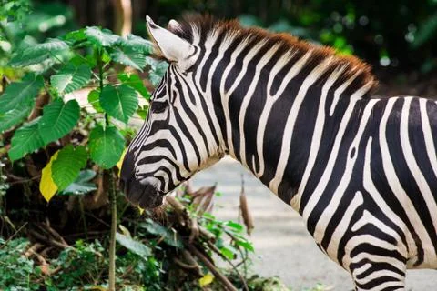 Zebra eats green leaves of trees Stock Photos