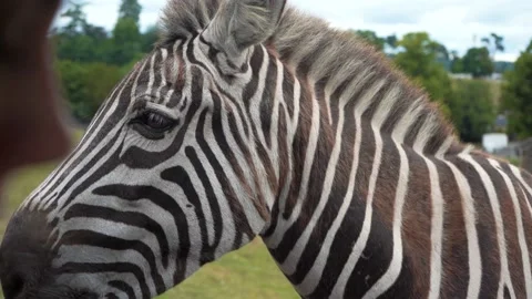 Zebra eats from the hands of a young girl in a safari park, close-up, 4K Stock Footage 145180580