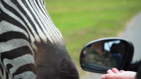 Zebra eats from the hands of a young girl, zebra head close-up, 4K Stock Footage 145661668