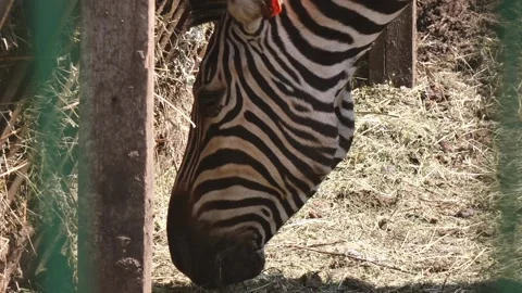 Zebra eats hay close up Stock Footage 132782408