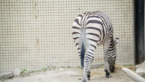A zebra eats slowly while grazing near a wall inside an enclosure Stock Footage 336863622