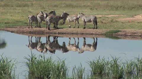 Zebra on the Edge of a Pond Stock Footage 11429713