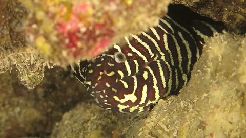 Zebra eel scuba diving Stock Footage 71159470