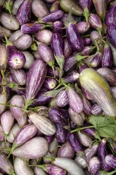 Zebra Eggplant Stock Photos