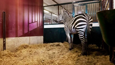 Zebra enclosed in small horse box with hay walking and observing Stock Footage 287210520