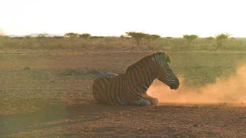 Zebra enjoying a dust bath at sunset in drought affected region of wild Africa 스톡 동영상 100792009