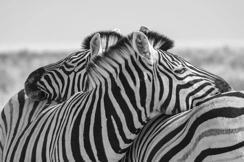 Zebra Equus burchelli stripes pattern black and white Etosha National Park Stock Photos