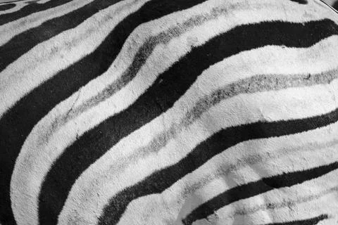 Zebra Equus burchelli stripes pattern black and white Etosha National Park Stock Photos