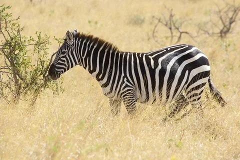 Zebra (Equus burchellii) Stock Photos