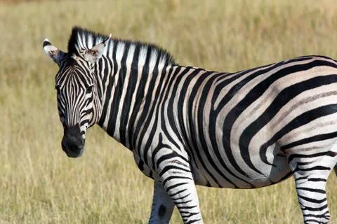 Zebra (Equus quagga) - Botswana Stock Photos
