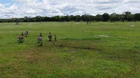 Zebra Escape Video stock 233913558