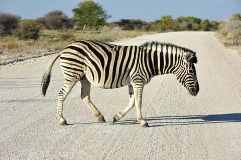 Zebra - Etosha, Namibia Stock Photos