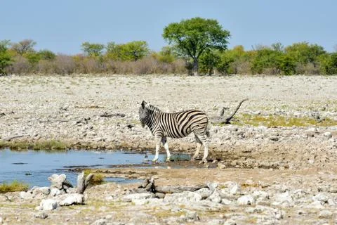 Zebra - Etosha, Namibia Stock Photos