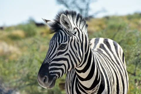 Zebra - Etosha, Namibia Fotos Stock