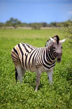 Zebra in Etosha Stock Photos