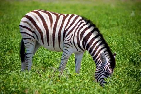 Zebra in Etosha Stock Photos