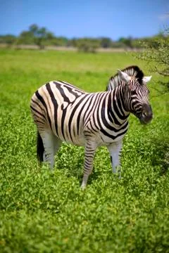 Zebra in Etosha 스톡 사진