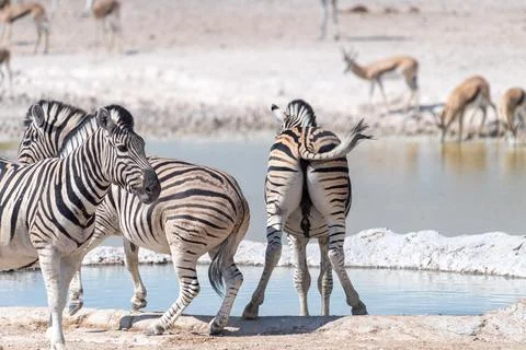 Zebra in Etosha Stock Photos