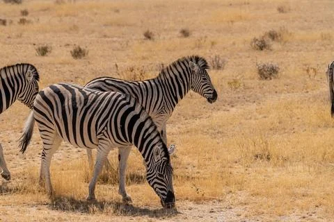 Zebra in Etosha Stock Photos