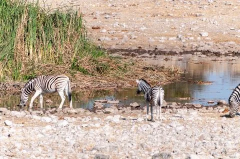 Zebra in Etosha Stock Photos