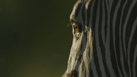 Zebra eye close up Stockbeeldmateriaal 253211421