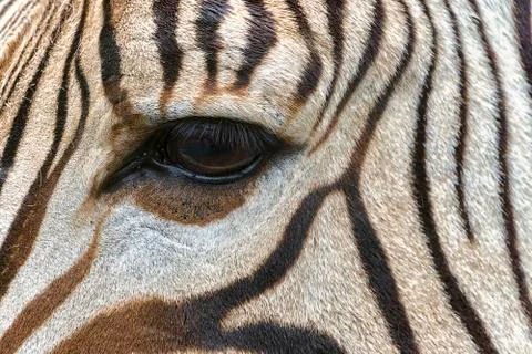 Zebra eye close-up Stock-Fotos