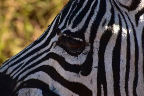 Zebra Eye close 库存照片