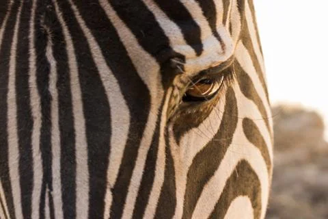 Zebra eye in the close Stock Photos
