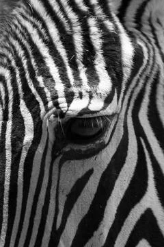 Zebra eye detail Stock Photos