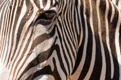 Zebra eye Stock Photos