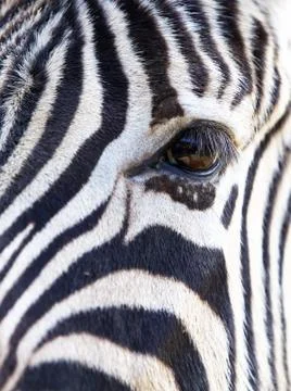 Zebra eye soft face Stock Photos