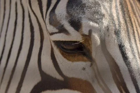 Zebra eyes Stock Photos