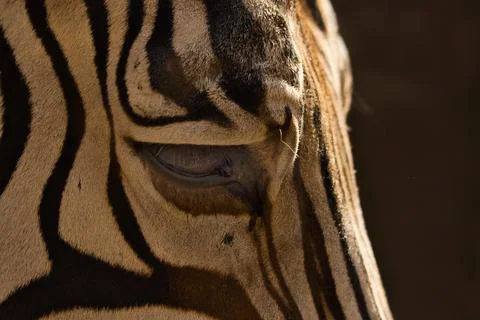 Zebra eyes Stock Photos