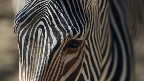 Zebra Face Close-Up 2 Stock Footage 97981205